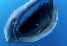 Une nouvelle espèce crustacés dans la gueule d’un requin-baleine (détail) Une nouvelle espèce crustacés dans la gueule d'un requin-baleine (détail)