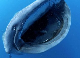 Une nouvelle espèce crustacés dans la gueule d’un requin-baleine (détail) Une nouvelle espèce crustacés dans la gueule d'un requin-baleine (détail)