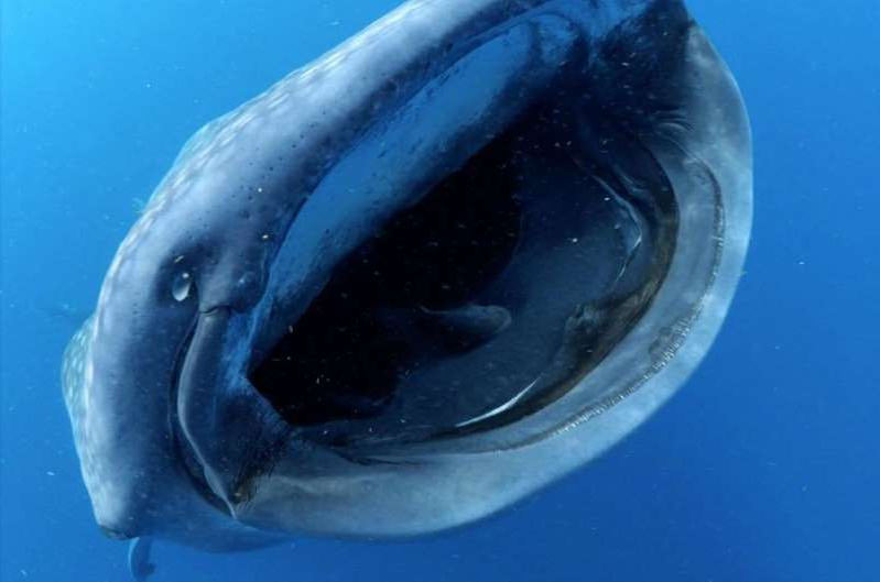 Une nouvelle espèce crustacés dans la gueule d'un requin-baleine (détail)