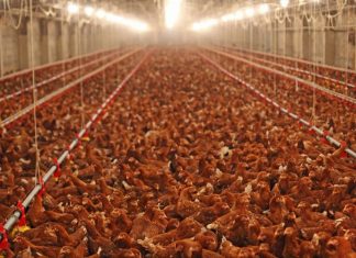 Drôme : un groupe électrogène siphonné, 25 000 poulets asphyxiés (détail) Drôme : un groupe électrogène siphonné, 25 000 poulets asphyxiés (détail)