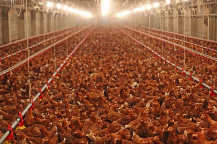 Drôme : un groupe électrogène siphonné, 25 000 poulets asphyxiés (détail)