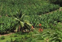 L’Etat, « premier responsable » du scandale du chlordécone aux Antilles (détail) L'Etat, "premier responsable" du scandale du chlordécone aux Antilles (détail)
