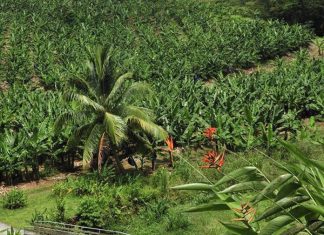 L’Etat, « premier responsable » du scandale du chlordécone aux Antilles (détail) L'Etat, "premier responsable" du scandale du chlordécone aux Antilles (détail)