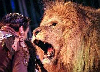 Vote : Paris dit non aux animaux sauvages dans les cirques Vote : Paris dit non aux animaux sauvages dans les cirques