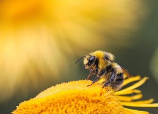 Abeilles : Deux pesticides du fabricant Dow AgroSciences interdits en France Abeilles : Deux pesticides du fabricant Dow AgroSciences interdits en France