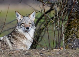 Des bombes au cyanure autorisées pour lutter contre les prédateurs Des bombes au cyanure autorisées pour lutter contre les prédateurs