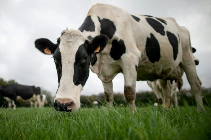 Des chercheurs pensent avoir établi l'origine de la maladie de la vache folle