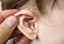 Des fossiles révèlent comment nos oreilles sont nées (étude) Des fossiles révèlent comment nos oreilles sont nées (étude)