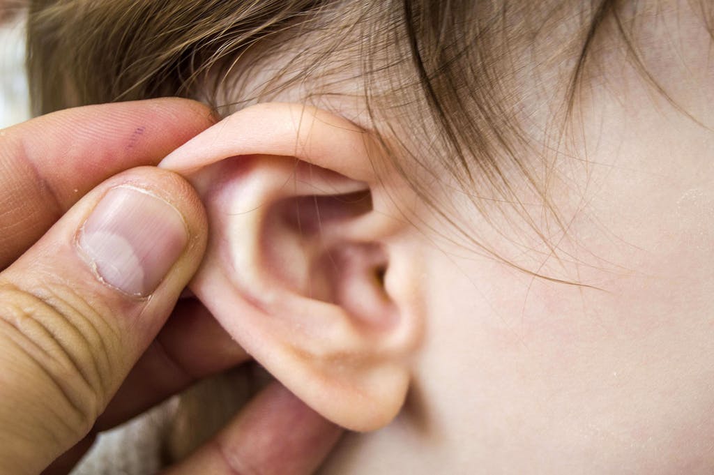 Des fossiles révèlent comment nos oreilles sont nées (étude)