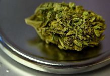 Cannabis thérapeutique : l’expérimentation en septembre (Agence du médicament) Cannabis thérapeutique : l'expérimentation en septembre (Agence du médicament)