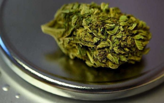 Cannabis thérapeutique : l'expérimentation en septembre (Agence du médicament)