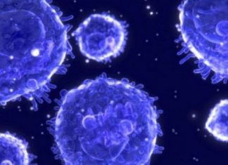 Cardiff : Une cellule pouvant s’attaquer à tous les cancers Cardiff : Une cellule pouvant s'attaquer à tous les cancers