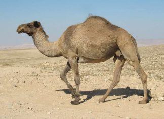 Des snipers vont abattre 10.000 dromadaires en Australie (détail) Des snipers vont abattre 10.000 dromadaires en Australie (détail)