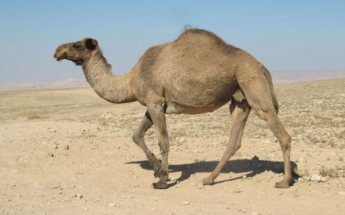 Des snipers vont abattre 10.000 dromadaires en Australie (détail)