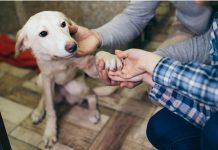 SPA : Record historique d’adoptions en 2019 (détail) En 2019, la SPA a battu son record historique du nombre d'adoptions. Une grande nouvelle pour les animaux et les bénévoles de l'association.
