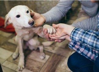 SPA : Record historique d’adoptions en 2019 (détail) En 2019, la SPA a battu son record historique du nombre d'adoptions. Une grande nouvelle pour les animaux et les bénévoles de l'association.