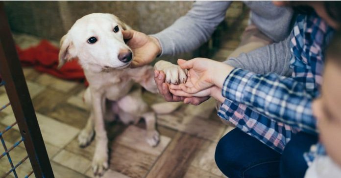 En 2019, la SPA a battu son record historique du nombre d'adoptions. Une grande nouvelle pour les animaux et les bénévoles de l'association.