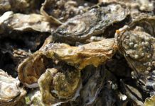 Gastro-entérite : Huîtres contaminées dans la Baie du Mont-Saint-Michel (détail) Gastro-entérite : Huîtres contaminées dans la Baie du Mont-Saint-Michel (détail)