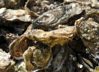 Gastro-entérite : Huîtres contaminées dans la Baie du Mont-Saint-Michel (détail) Gastro-entérite : Huîtres contaminées dans la Baie du Mont-Saint-Michel (détail)