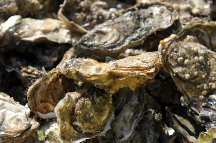 Gastro-entérite : Huîtres contaminées dans la Baie du Mont-Saint-Michel (détail)