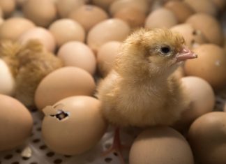 Interdiction du broyage des poussins fin 2021: Ministre de l’Agriculture Interdiction du broyage des poussins fin 2021: Ministre de l'Agriculture