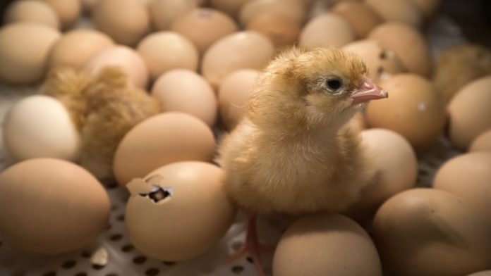 Interdiction du broyage des poussins fin 2021: Ministre de l'Agriculture