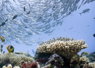 L’archipel de Palau interdit les crèmes solaires toxiques (détail) L'archipel de Palau interdit les crèmes solaires toxiques (détail)