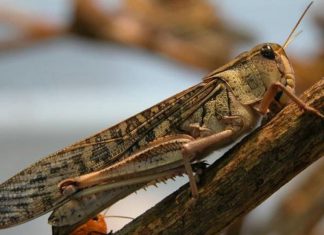 Le Kenya frappé par une invasion de criquets (détail) Le Kenya frappé par une invasion de criquets (détail)