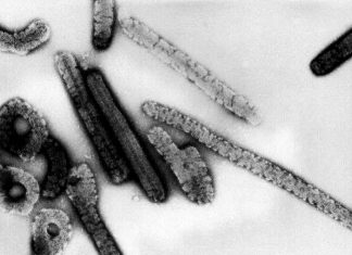 Virus Borna en Allemagne: huit personnes décédées entre 1999 et 2019 Virus Borna en Allemagne: huit personnes décédées entre 1999 et 2019