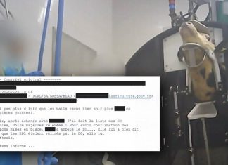 Abattoir Sobeval: L214 reçoit par erreur des emails compromettants Abattoir Sobeval: L214 reçoit par erreur des emails compromettants