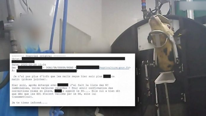 Abattoir Sobeval: L214 reçoit par erreur des emails compromettants