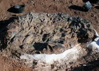 Argentine : Les ossements d’une nouvelle espèce de petit dinosaure (étude) Argentine : Les ossements d'une nouvelle espèce de petit dinosaure (étude)