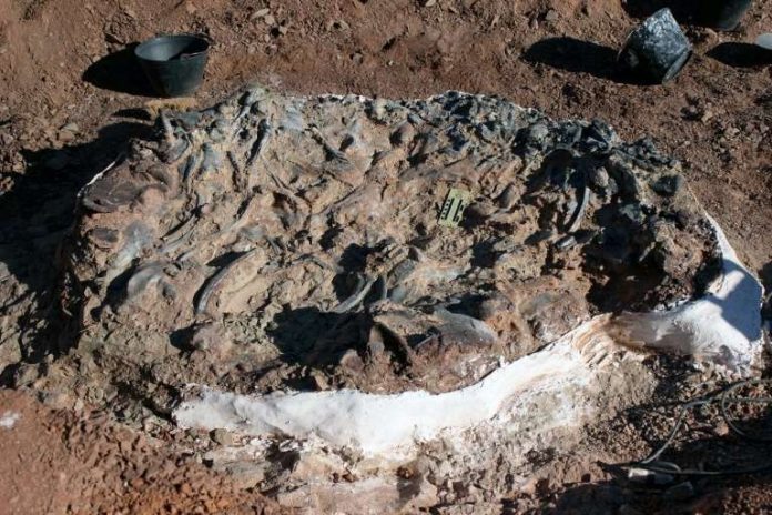 Argentine : Les ossements d'une nouvelle espèce de petit dinosaure (étude)