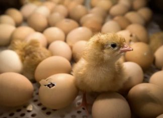 Carrefour-Loué veulent éviter l’abattage des poussins mâles Carrefour-Loué veulent éviter l'abattage des poussins mâles
