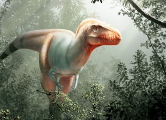 Découverte d’un dinosaure lointain cousin du T-Rex au Canada Découverte d'un dinosaure lointain cousin du T-Rex au Canada