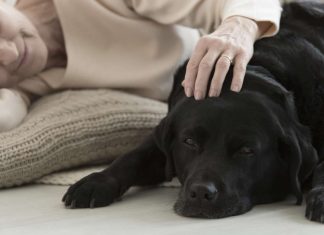 Des chiens pour diagnostiquer le cancer du sein (détail) Des chiens pour diagnostiquer le cancer du sein (détail)