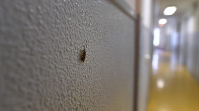 Le gouvernement se saisit du fléau des punaises de lit (détail)