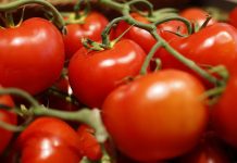 Le virus de la tomate touche la France (détail) Le virus de la tomate touche la France (détail)