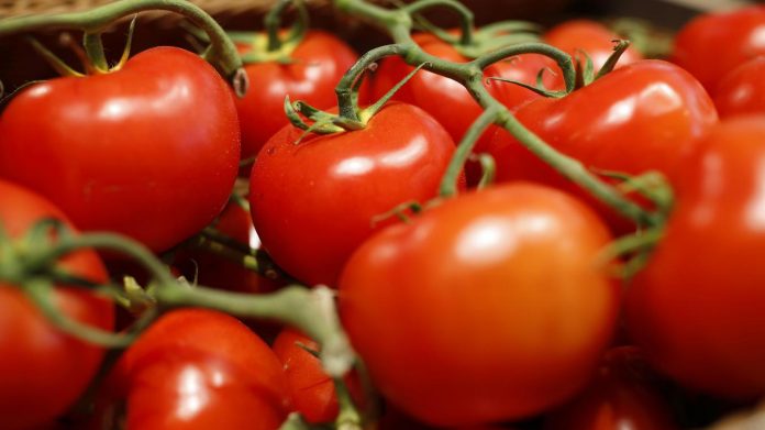 Le virus de la tomate touche la France (détail)