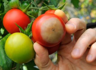 Nouveau virus menaçant tomates et poivrons (détail) Nouveau virus menaçant tomates et poivrons (détail)