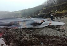 Une baleine échouée meurt en Cornouailles (détail) Une baleine échouée meurt en Cornouailles (détail)