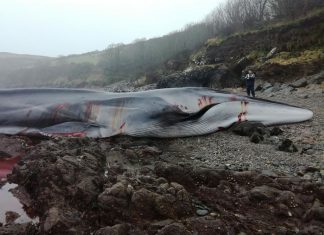 Une baleine échouée meurt en Cornouailles (détail) Une baleine échouée meurt en Cornouailles (détail)