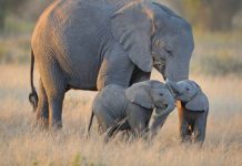 Une vente aux enchères pour tuer des éléphants (détail) Une vente aux enchères pour tuer des éléphants (détail)