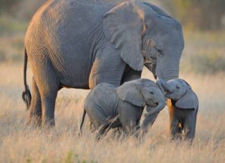 Une vente aux enchères pour tuer des éléphants (détail) Une vente aux enchères pour tuer des éléphants (détail)
