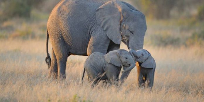 Une vente aux enchères pour tuer des éléphants (détail)