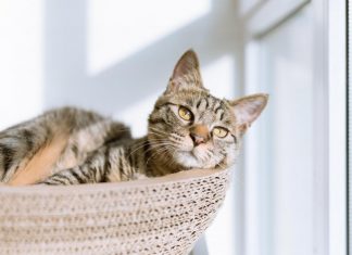 Coronavirus en Belgique: Un chat infecté par son maître (détail) Coronavirus en Belgique: Un chat infecté par son maître (détail)