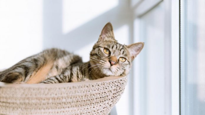 Coronavirus en Belgique: Un chat infecté par son maître (détail)