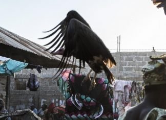 Mystérieuse hécatombe de vautours, victimes d’une grippe aviaire Mystérieuse hécatombe de vautours, victimes d’une grippe aviaire