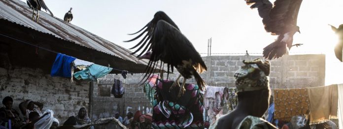 Mystérieuse hécatombe de vautours, victimes d’une grippe aviaire