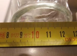 Vers dans du lait infantile : Danone écarte une contamination sur le site de production Vers dans du lait infantile : Danone écarte une contamination sur le site de production